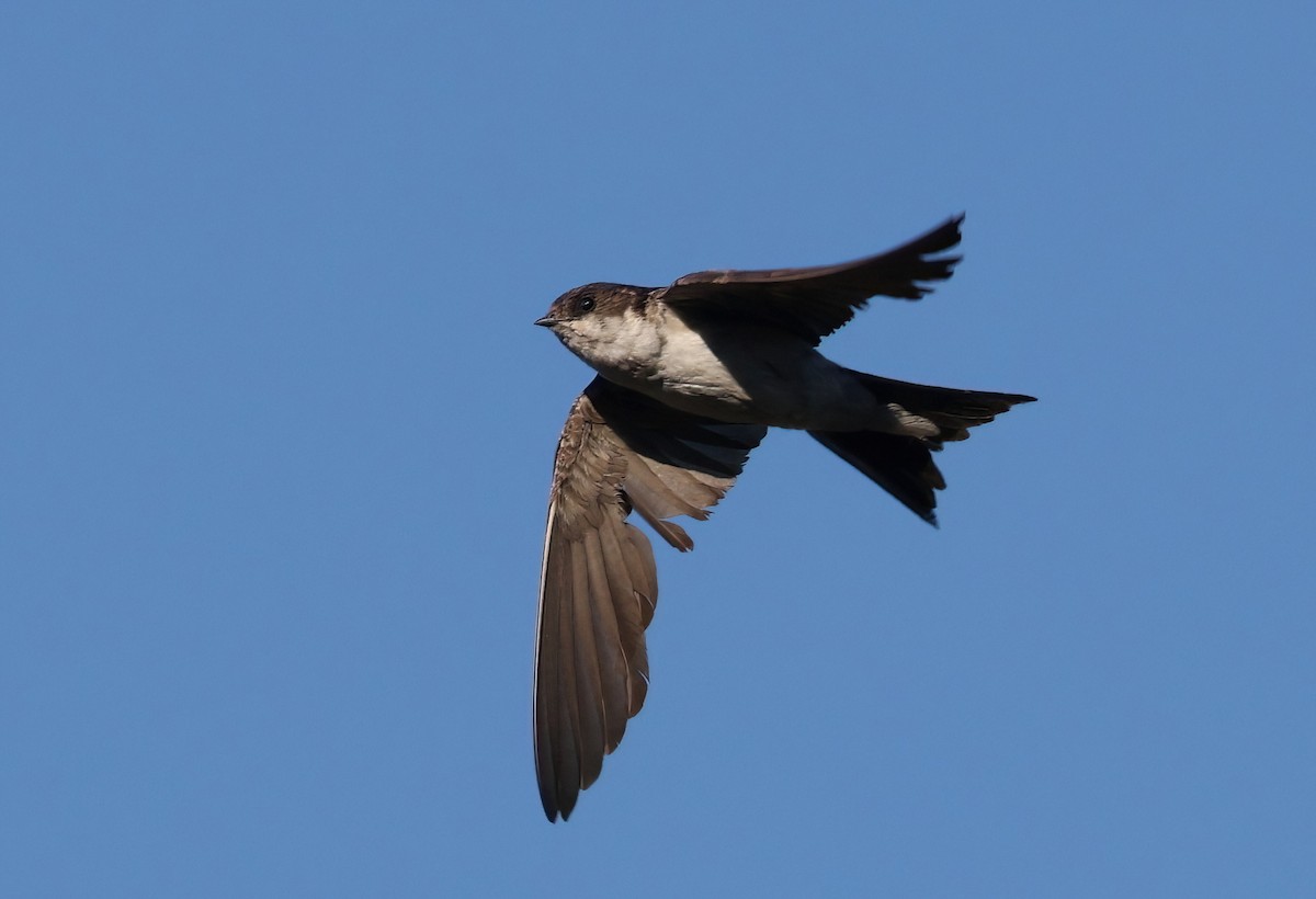 Western House-Martin - Matthew Grube