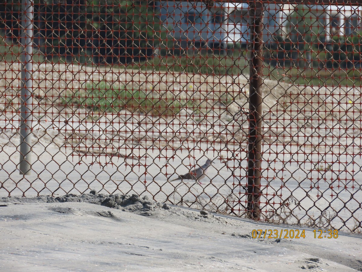 Eurasian Collared-Dove - ML622052085