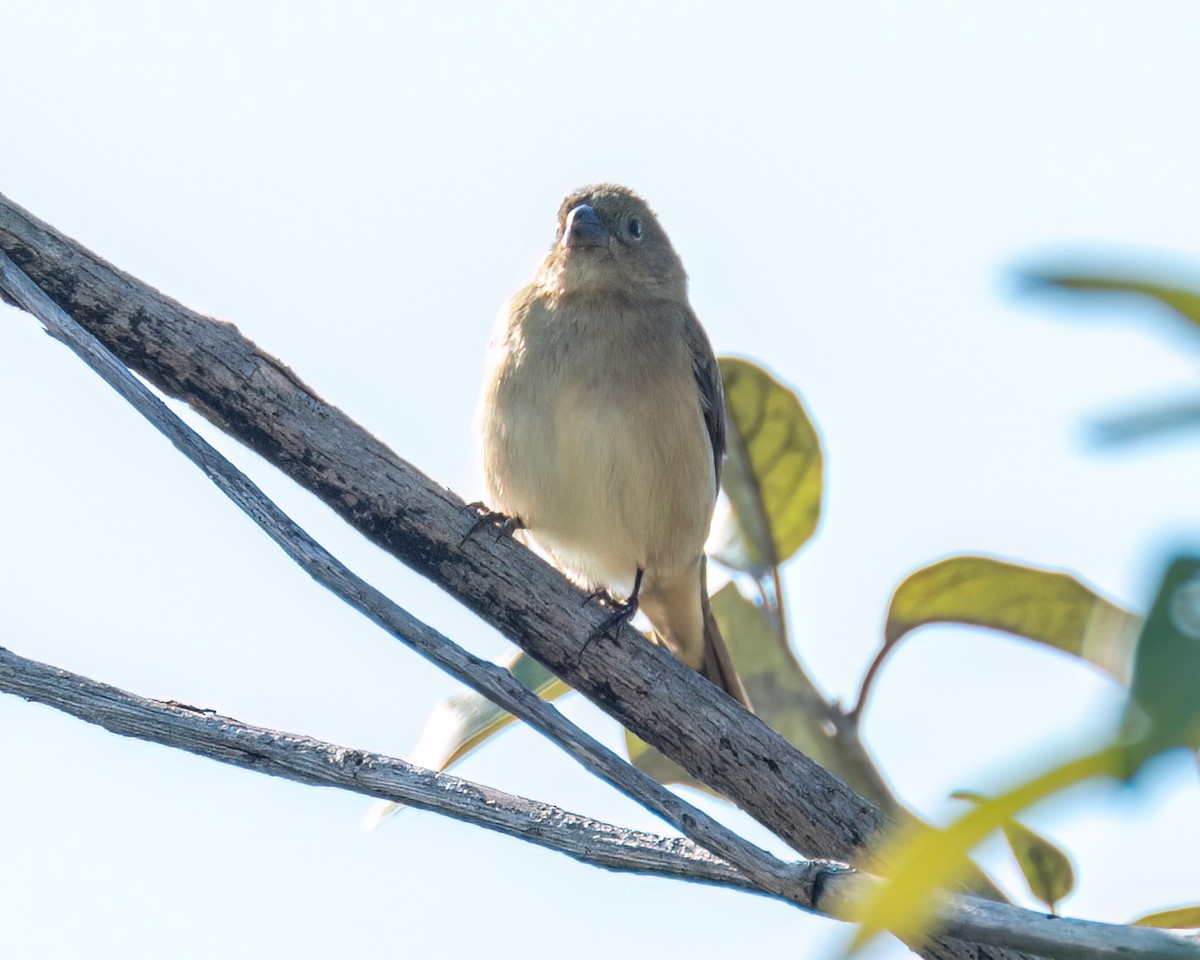 Sporophila sp. - ML622052086