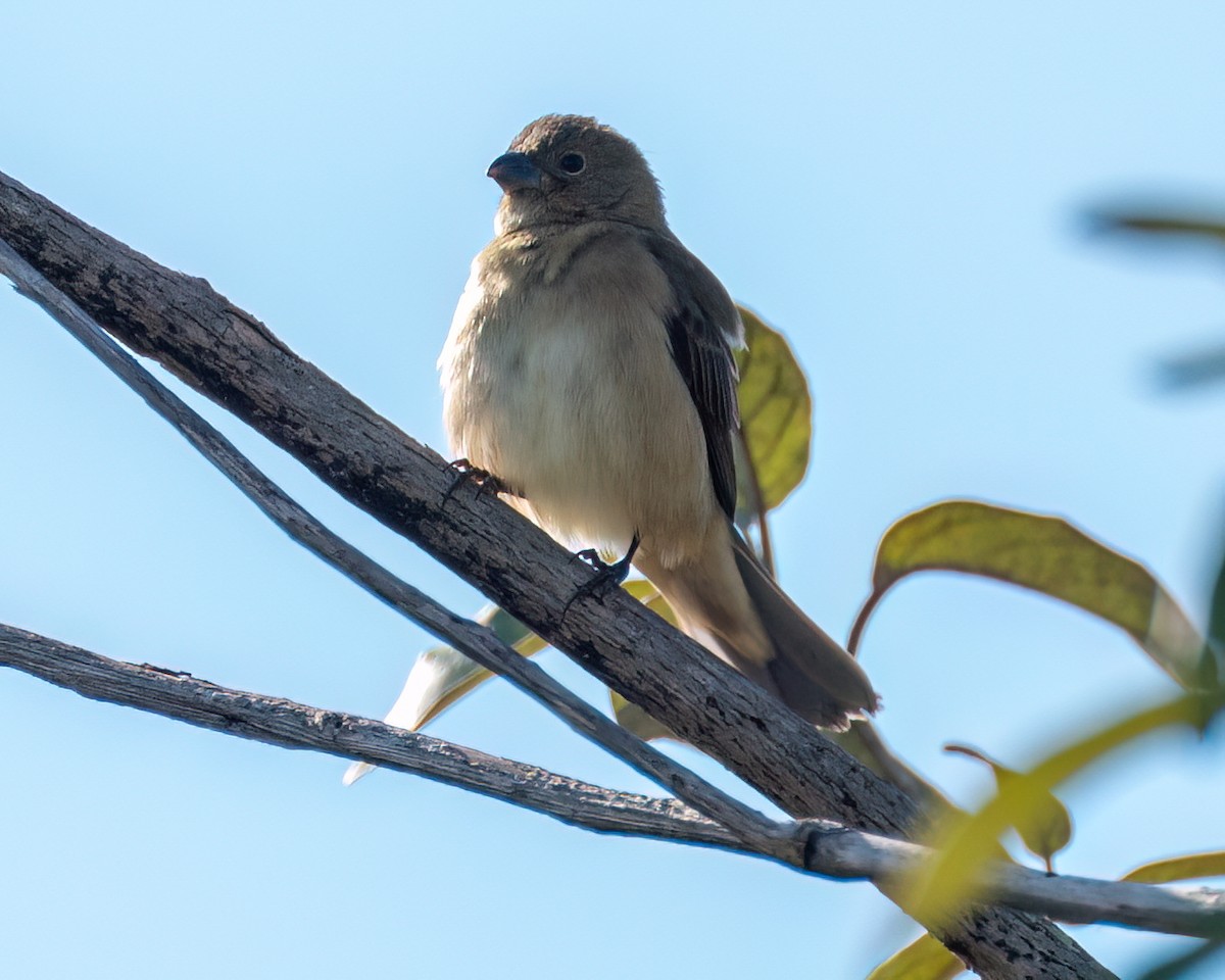 Sporophila sp. - ML622052087