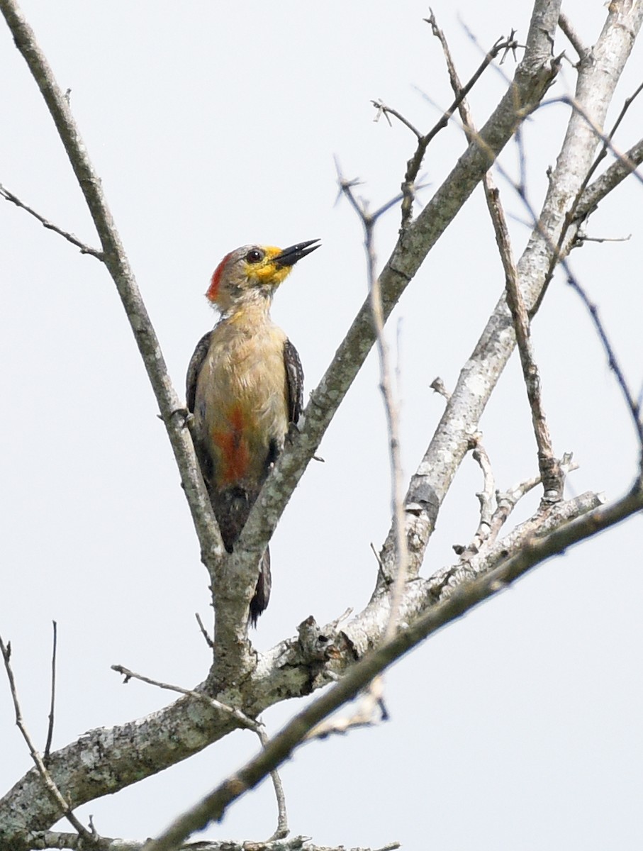 Yucatan Woodpecker - ML622052088