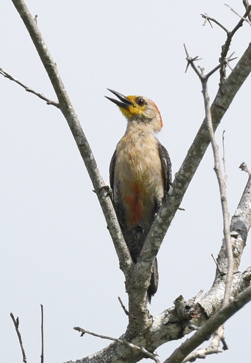 Yucatan Woodpecker - ML622052089