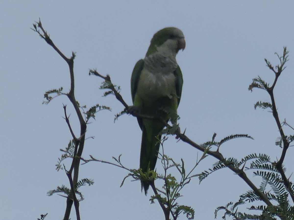 Monk Parakeet - ML622052090