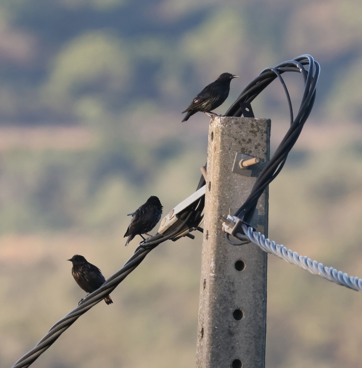 Spotless Starling - ML622052091