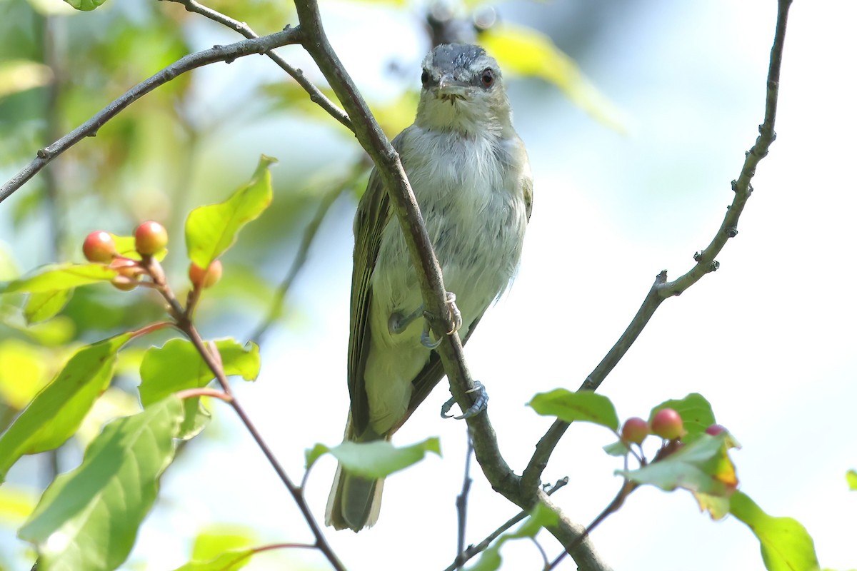 Red-eyed Vireo - ML622052092