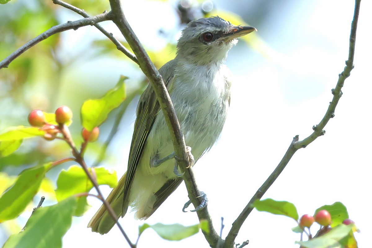 Red-eyed Vireo - ML622052093