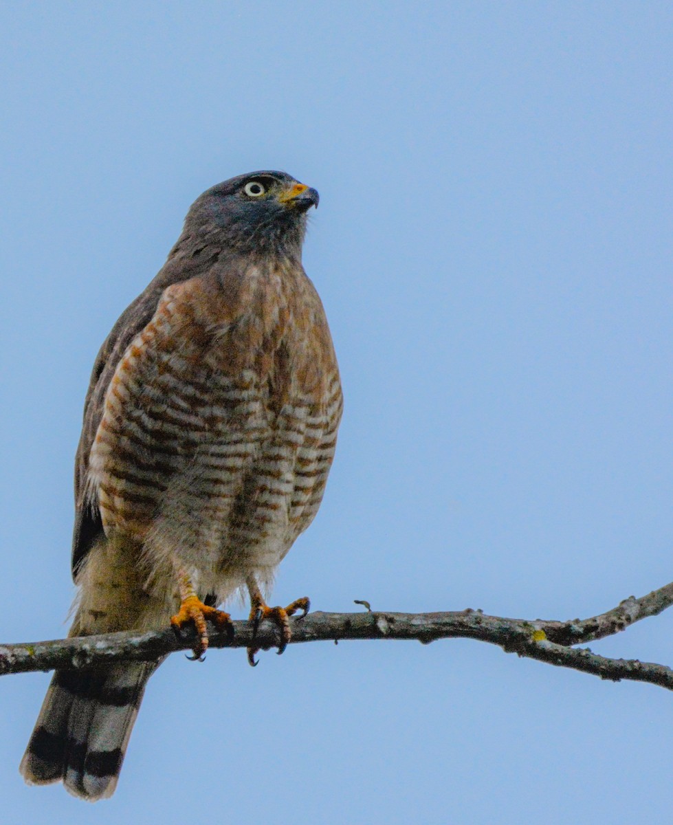 Roadside Hawk - ML622052094