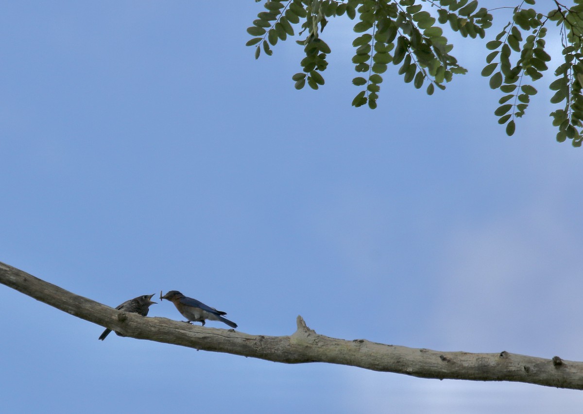 Eastern Bluebird - ML622052095