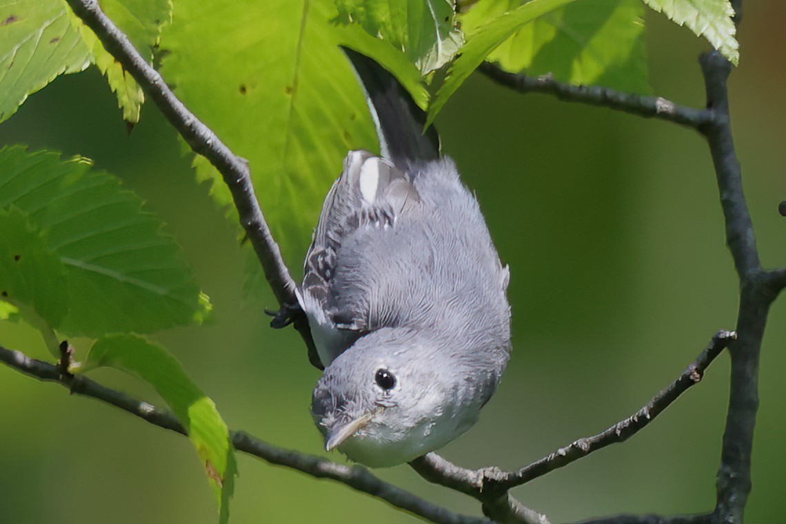 Blue-gray Gnatcatcher - ML622052096