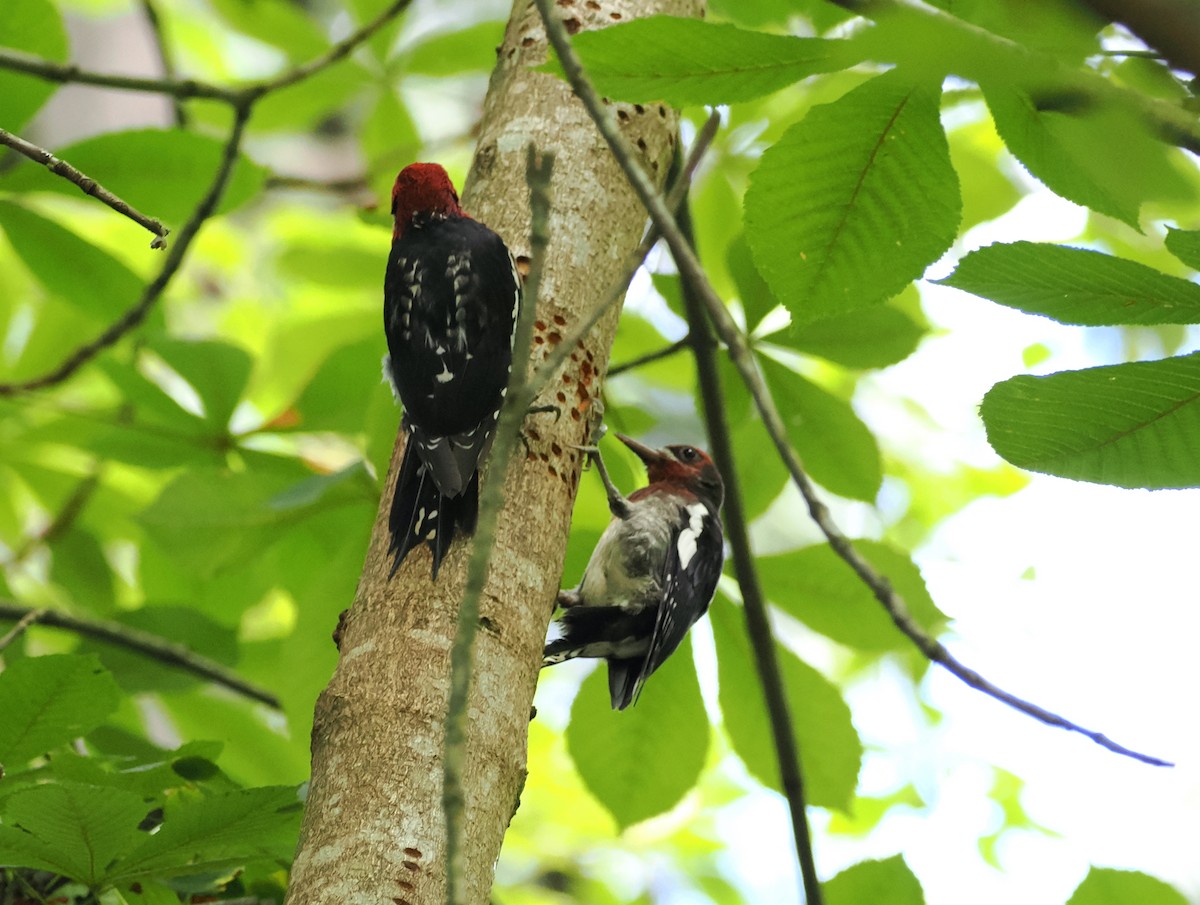 Red-breasted Sapsucker - Veronica Goidanich