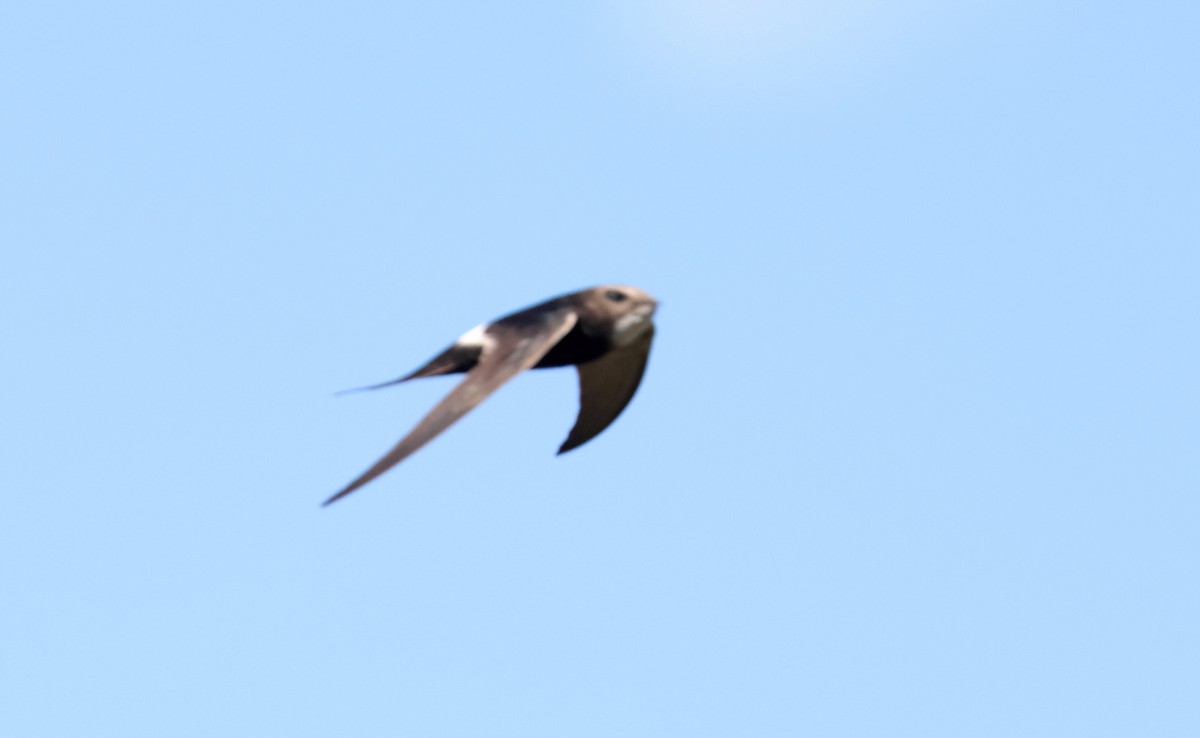 White-rumped Swift - ML622052098