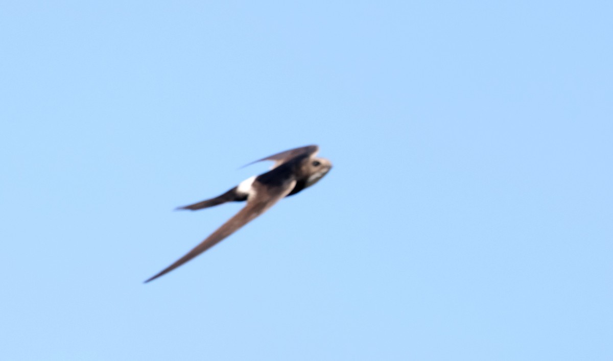 White-rumped Swift - ML622052099