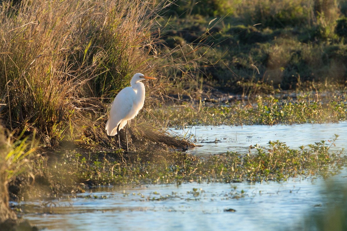 Great Egret - ML622052100