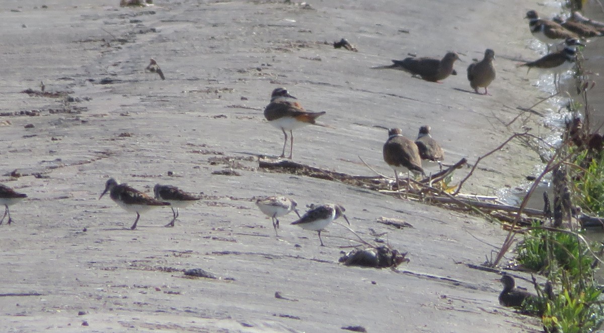 Western Sandpiper - ML622052101