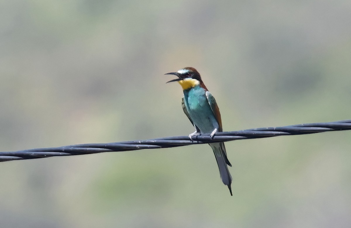 European Bee-eater - ML622052102