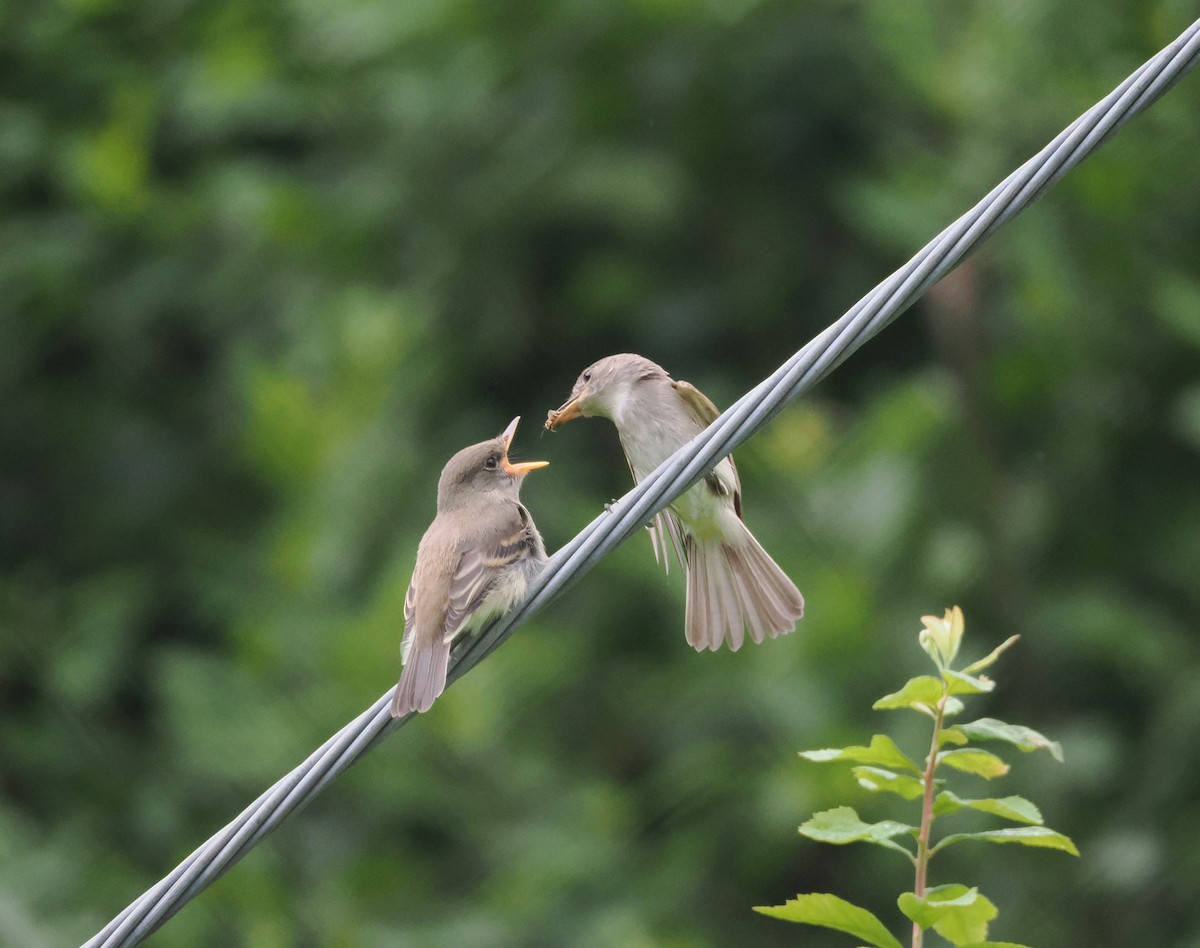 Willow Flycatcher - ML622052105