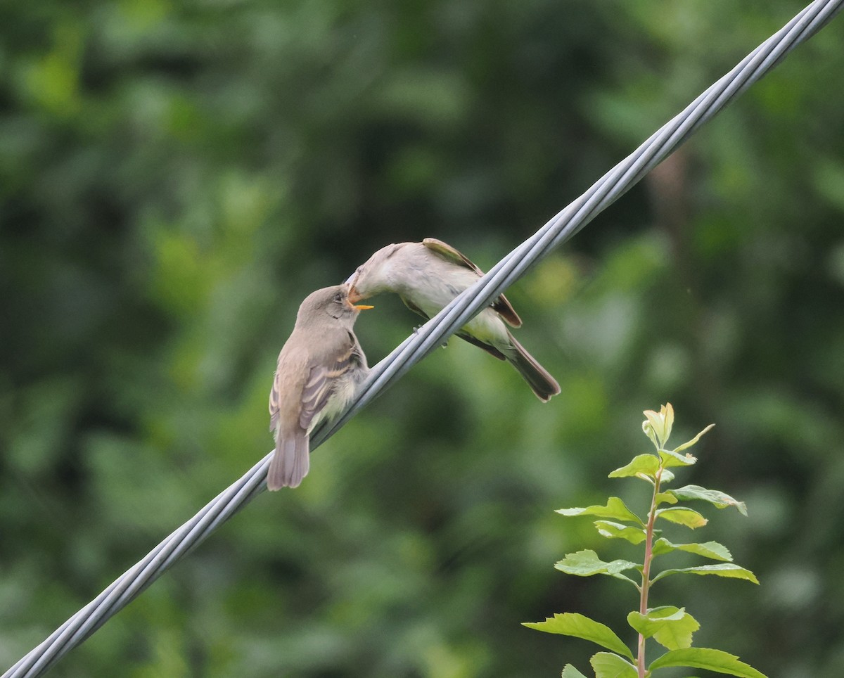 Willow Flycatcher - Veronica Goidanich