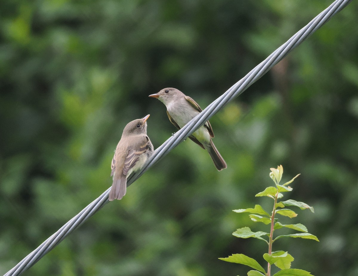 Willow Flycatcher - ML622052107