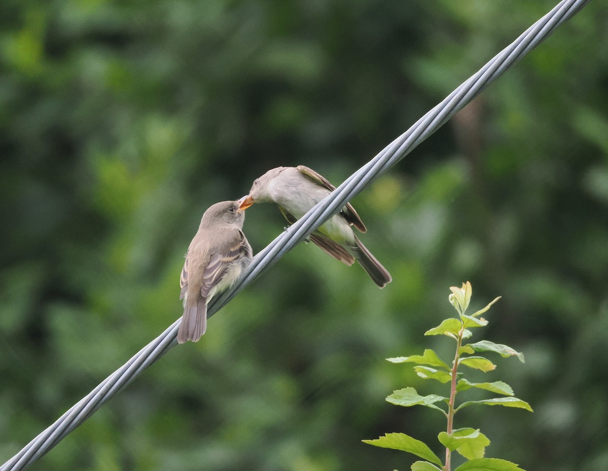 Willow Flycatcher - ML622052108