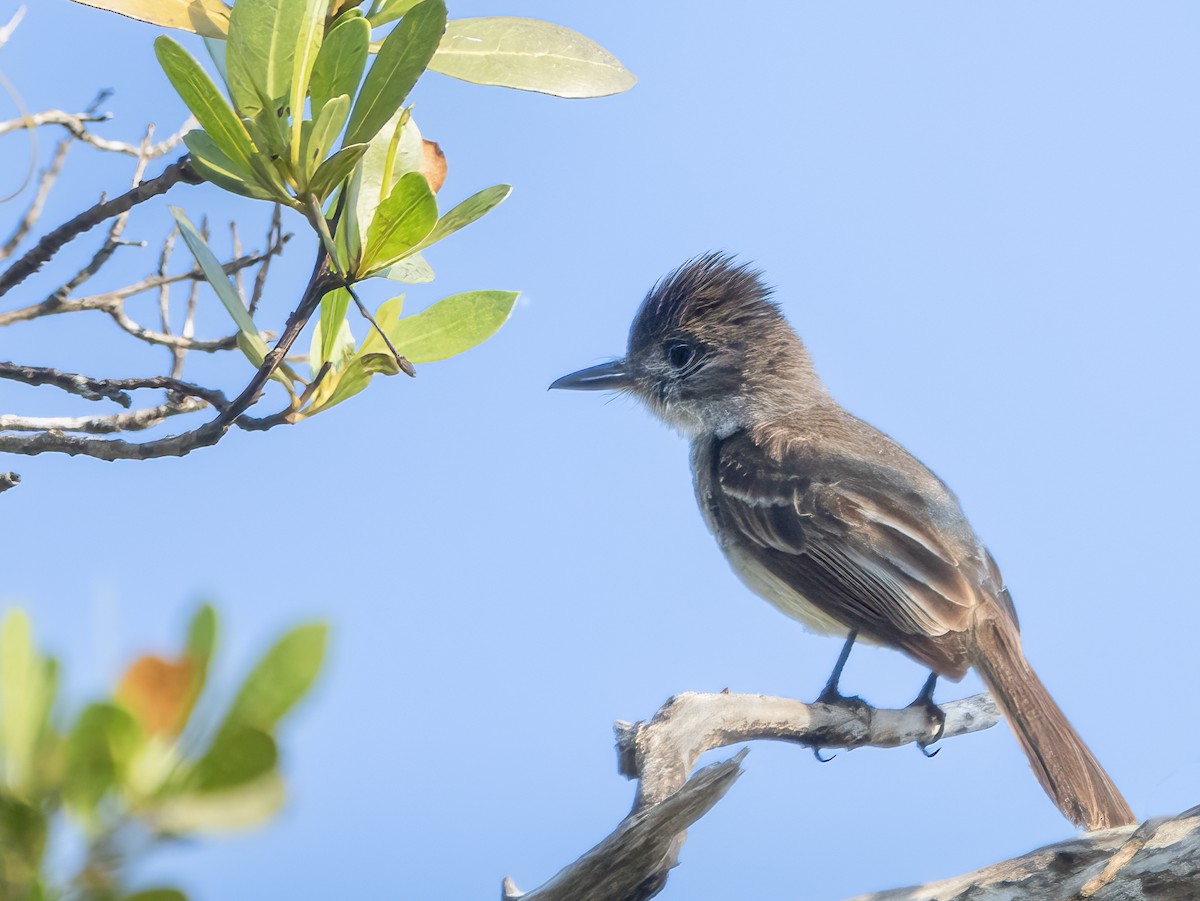 La Sagra's Flycatcher - ML622052110