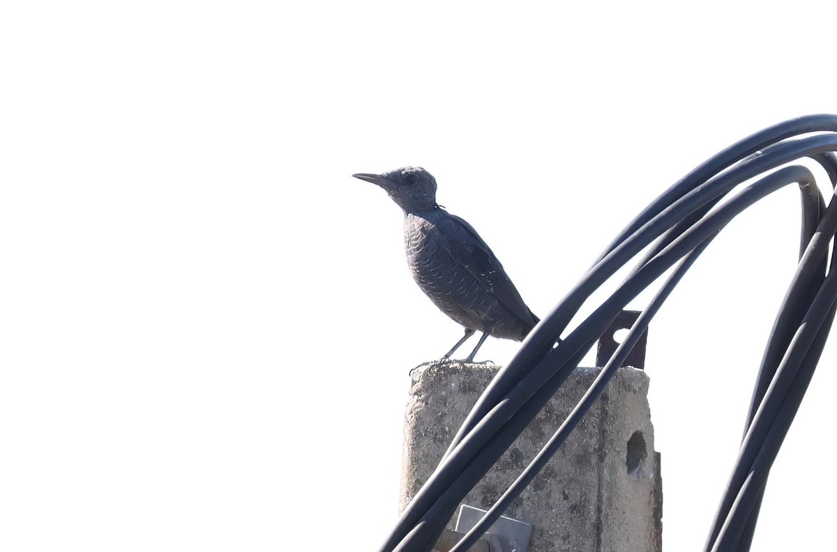 Blue Rock-Thrush - ML622052111