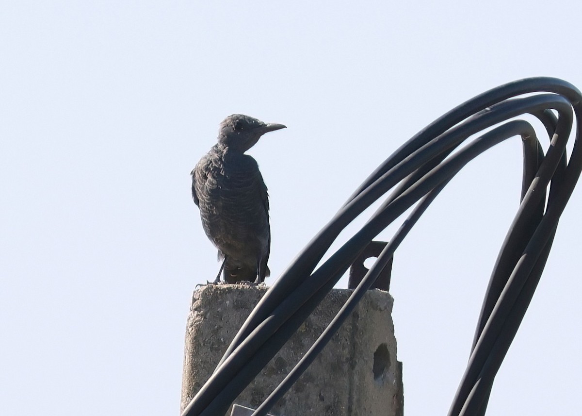 Blue Rock-Thrush - ML622052112