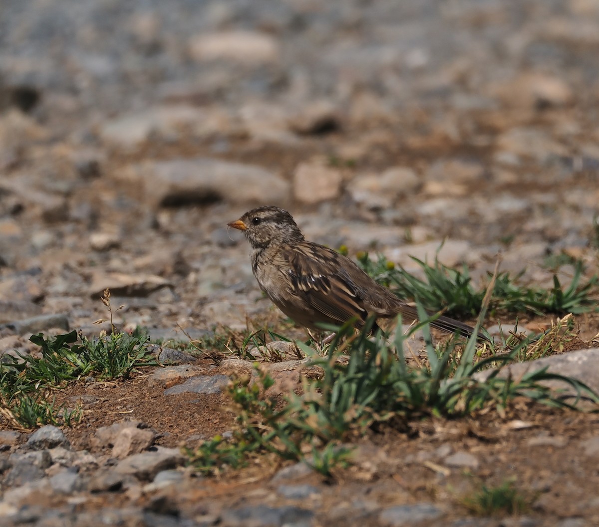 White-crowned Sparrow - ML622052121