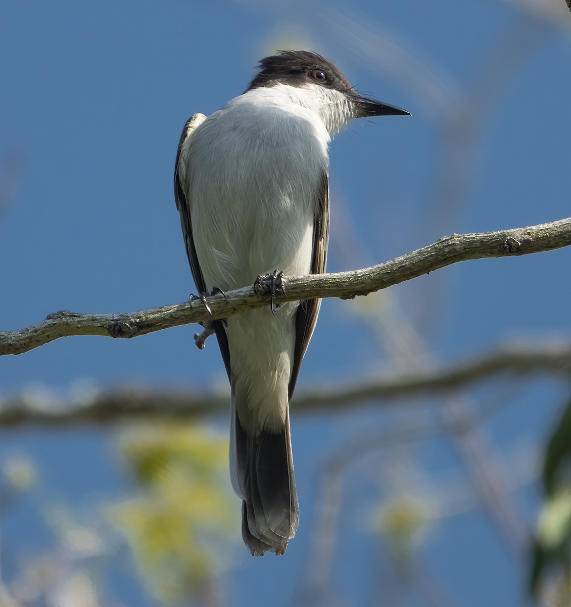 Loggerhead Kingbird - Jo Hofmann