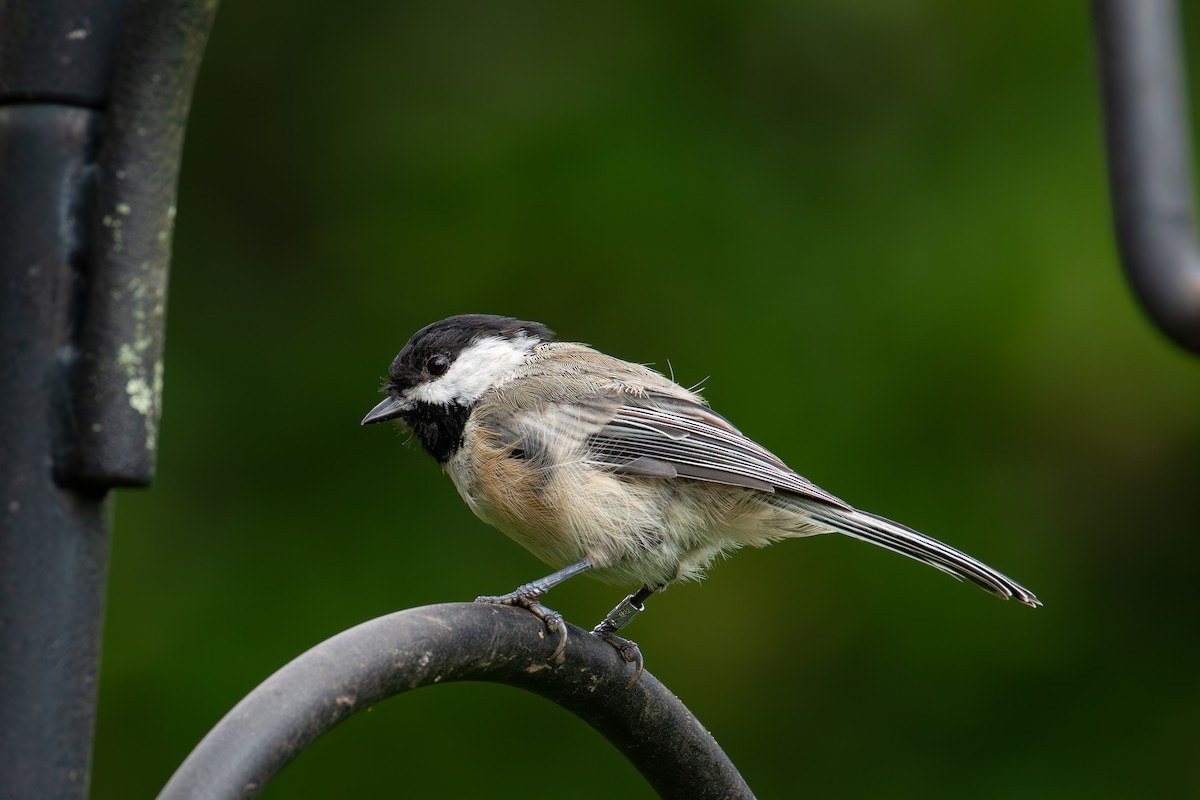 Black-capped Chickadee - Alton Spencer