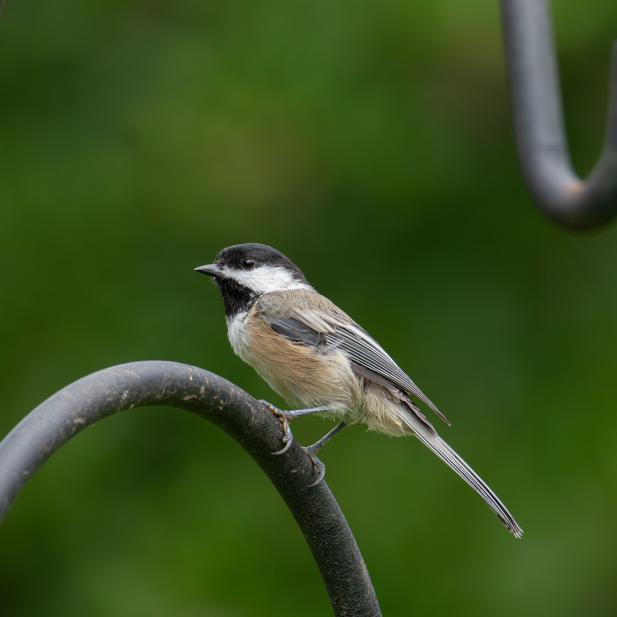 Black-capped Chickadee - ML622052129