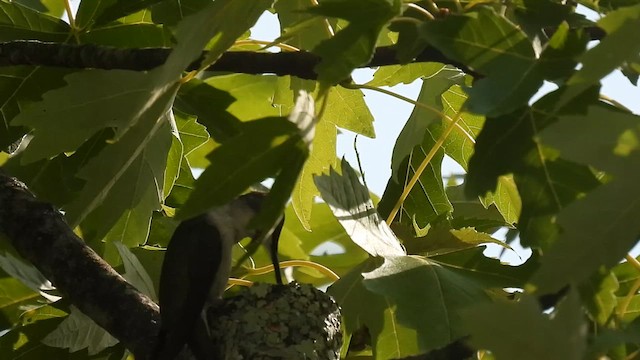 Ruby-throated Hummingbird - ML622052140