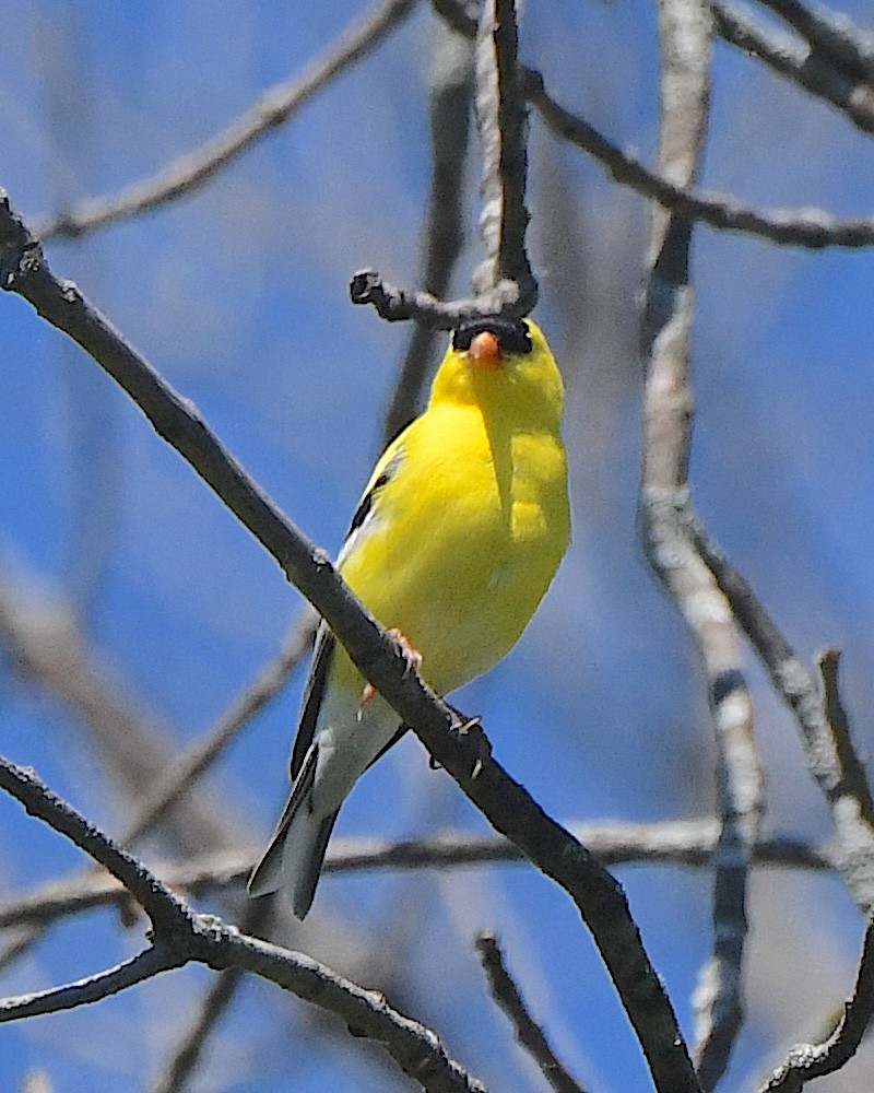 American Goldfinch - ML622052149