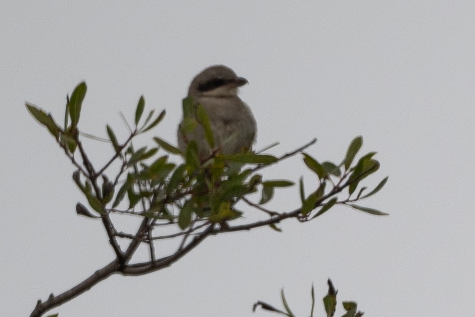 Loggerhead Shrike - Tom Hambleton