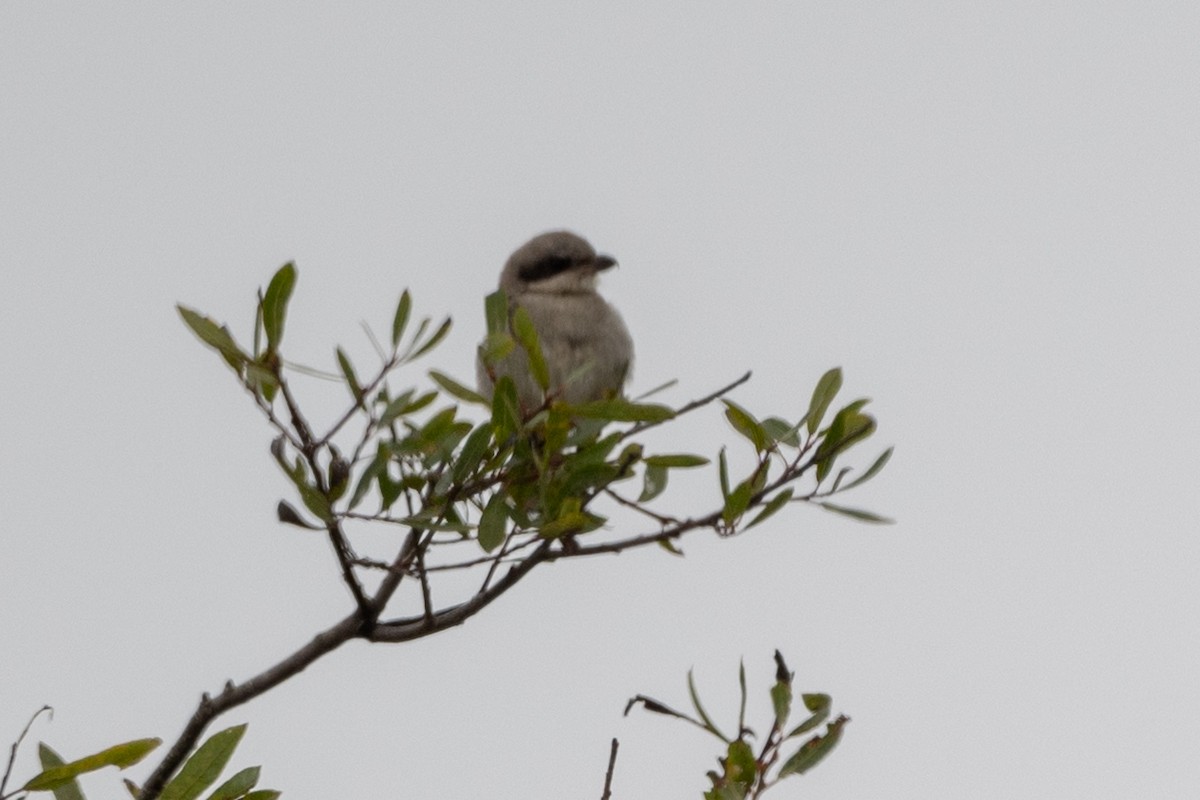 Loggerhead Shrike - ML622052151