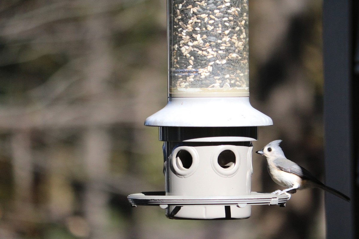 Tufted Titmouse - ML622052155