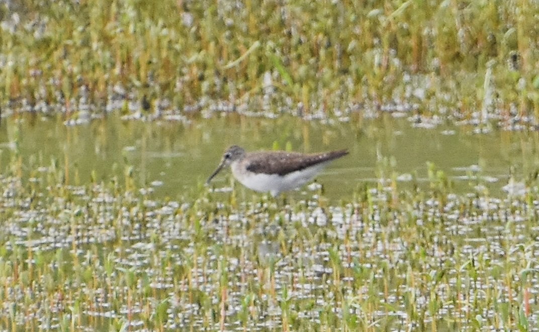 Solitary Sandpiper - ML622052158