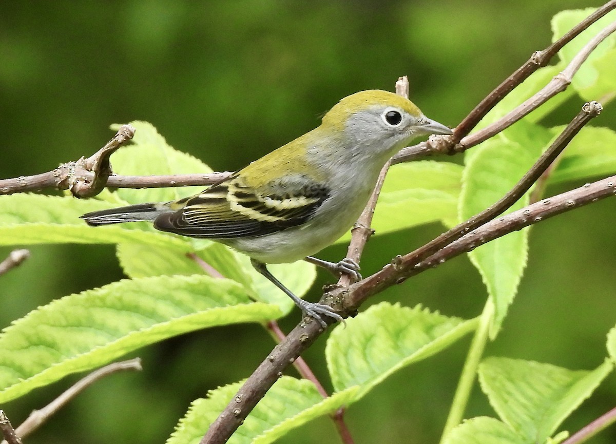 Chestnut-sided Warbler - ML622052162