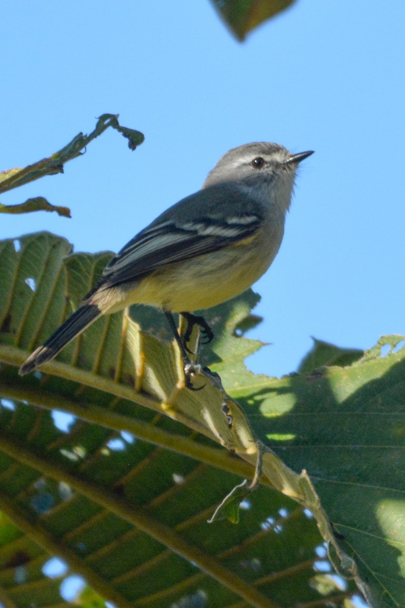 White-crested Tyrannulet - ML622052163