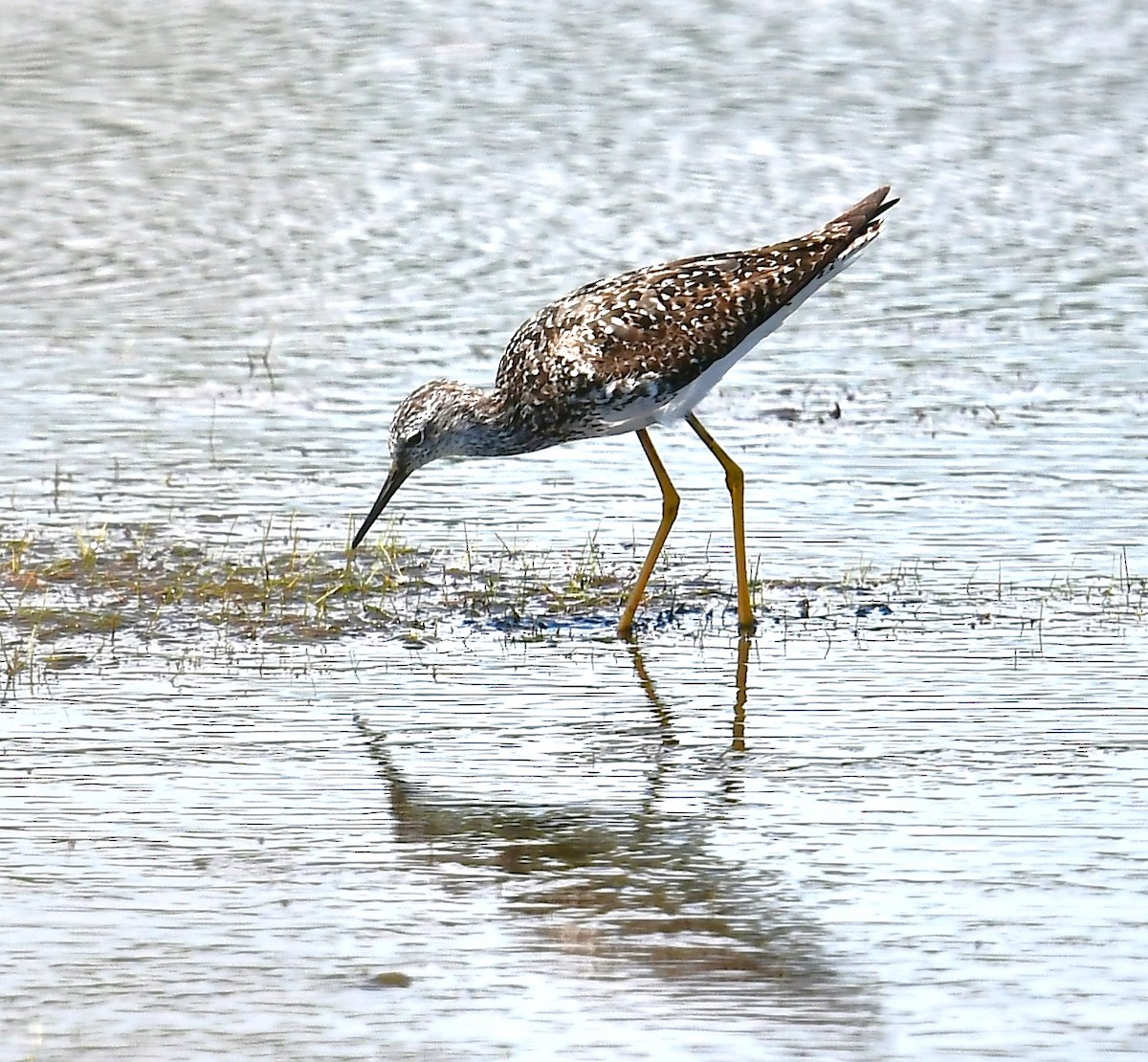 Lesser Yellowlegs - ML622052164