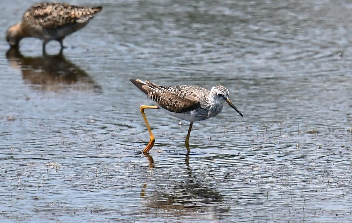 Lesser Yellowlegs - ML622052168