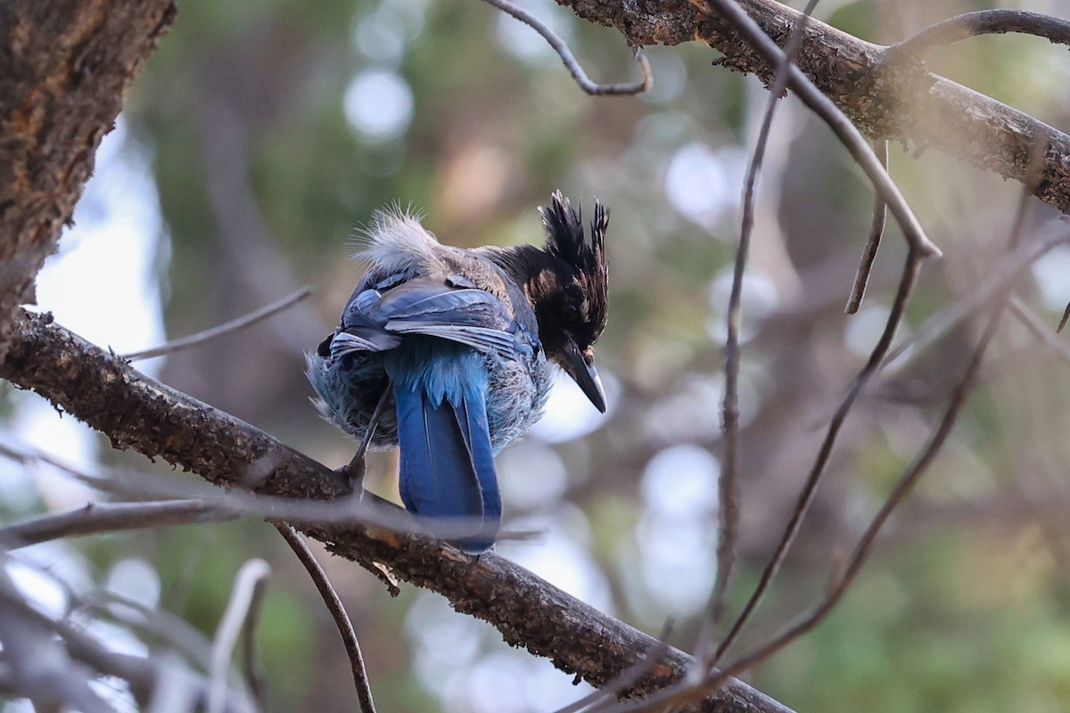 Steller's Jay - ML622052169