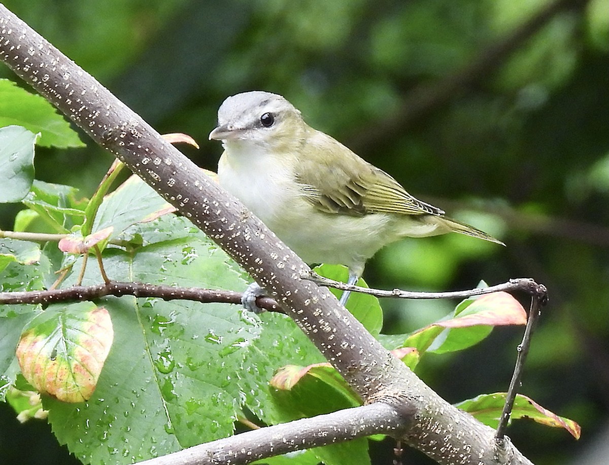 Vireo Ojirrojo - ML622052170