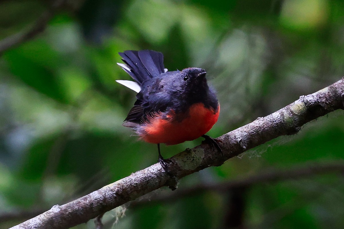 Slate-throated Redstart - ML622052171