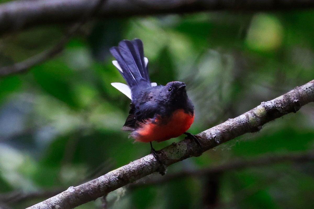 Slate-throated Redstart - ML622052172