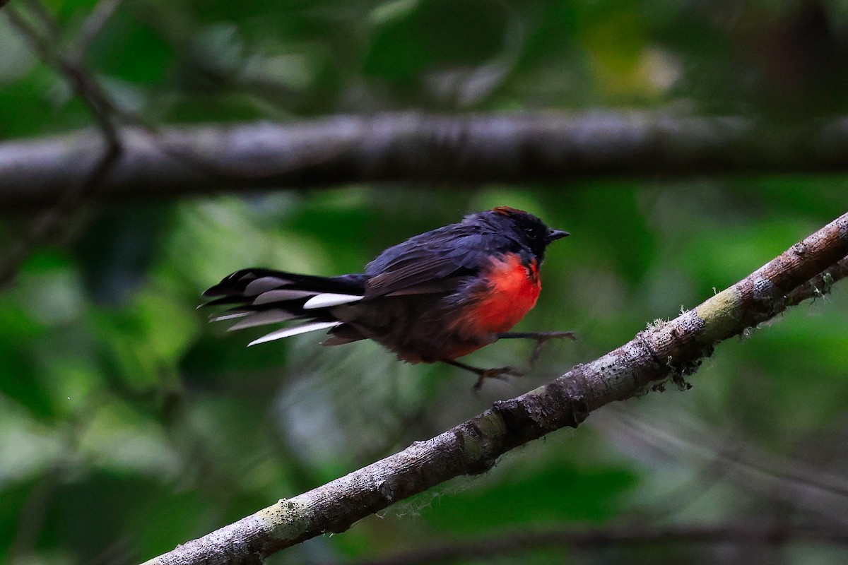 Slate-throated Redstart - ML622052173