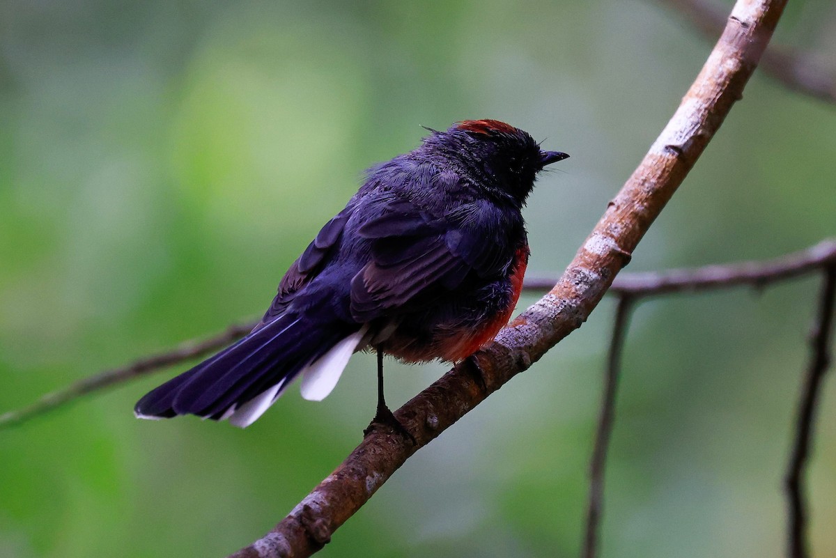 Slate-throated Redstart - ML622052174