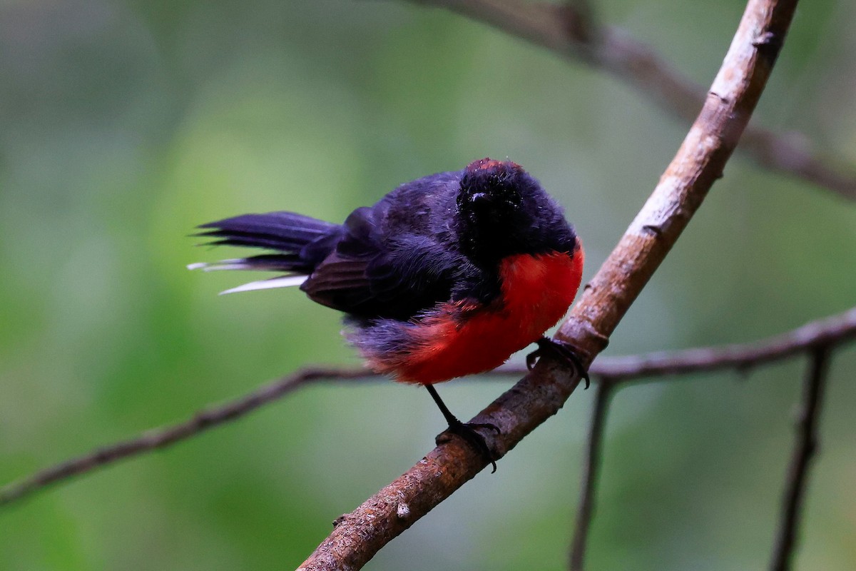 Slate-throated Redstart - ML622052175