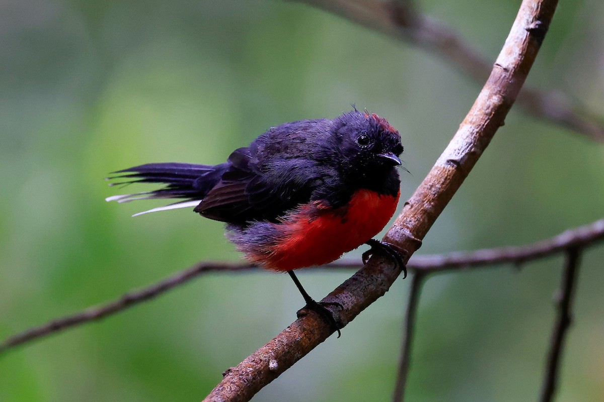 Slate-throated Redstart - ML622052176