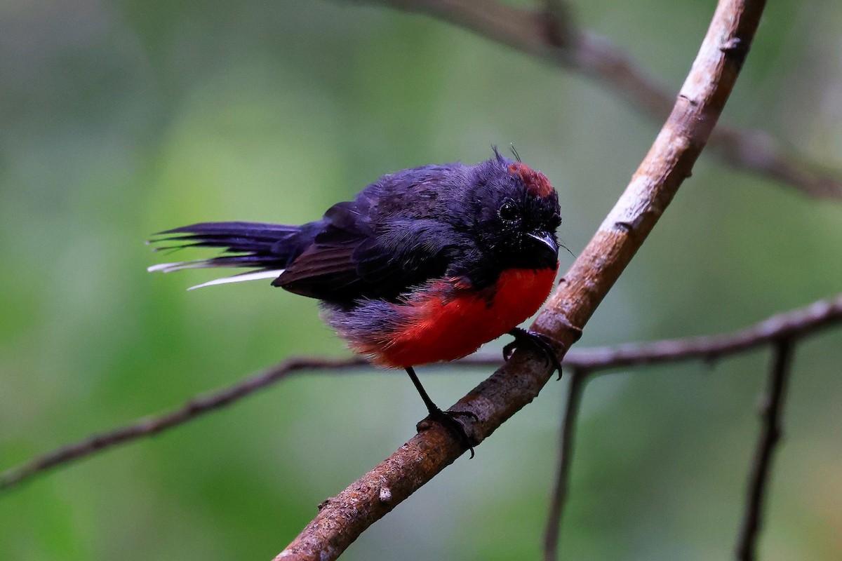 Slate-throated Redstart - ML622052177