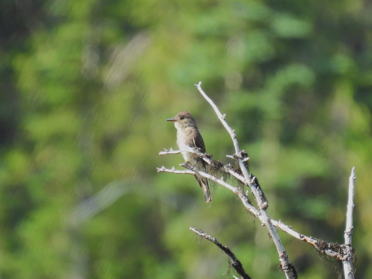 Olive-sided Flycatcher - ML622052178